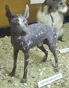 Abyssinian Sand Terrier - Terrier breed, Affectionate and Courageous