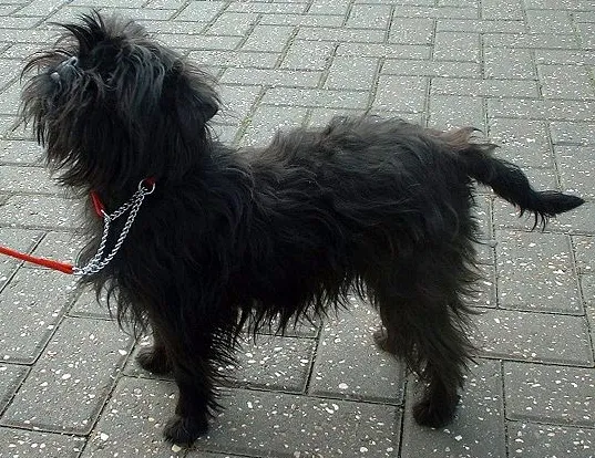 Affenpinscher - Toy breed, Bold and Inquisitive