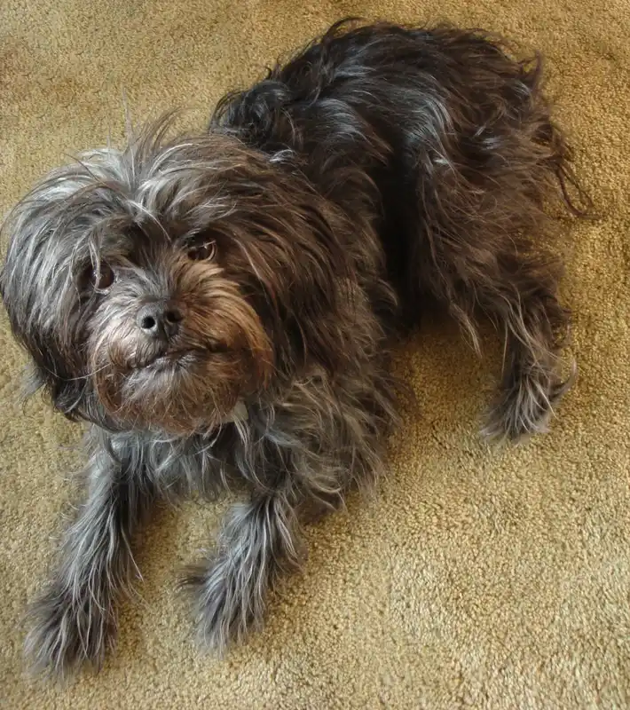 Affenpinscher photo thumbnail 2