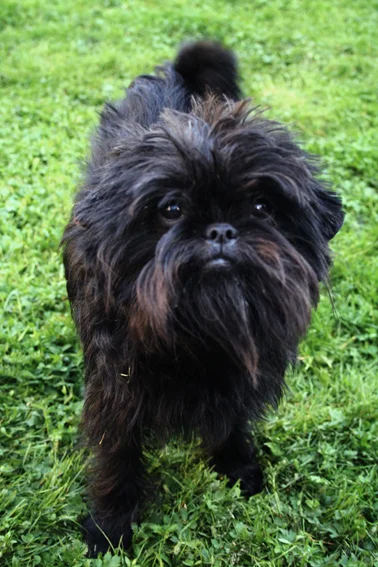 Affenpinscher photo thumbnail 3
