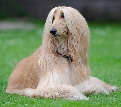 Afghan Hound - Hound breed known for being Aloof and Elegant
