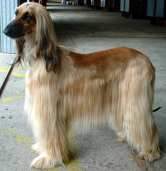 Afghan Hound photo thumbnail 2