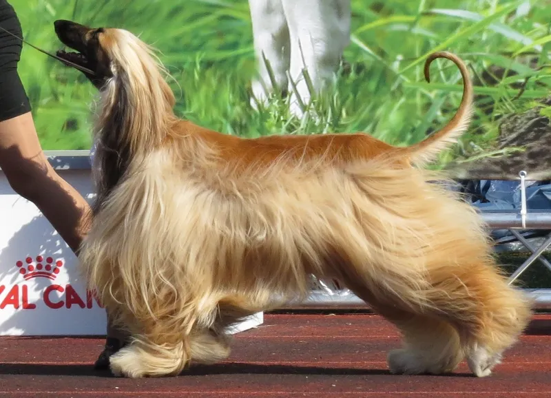 Afghan Hound, a 85% match to Borzoi