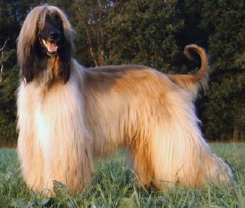 Afghan Hound photo thumbnail 4