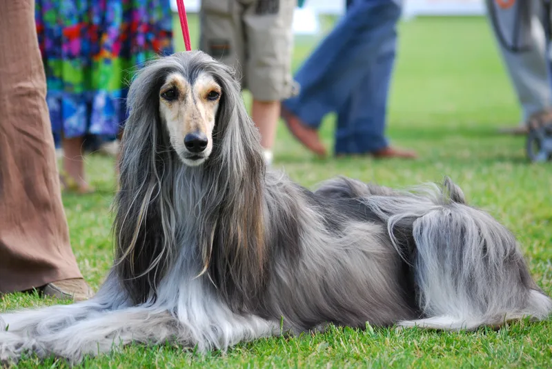Afghan Hound photo thumbnail 5