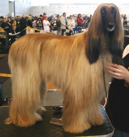 Afghan Hound photo thumbnail 6