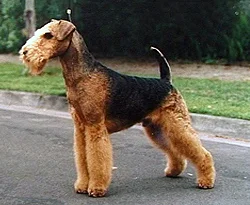Airedale Terrier photo thumbnail 1