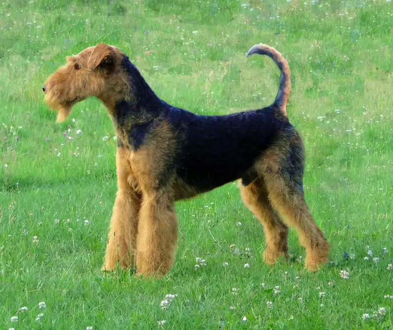 Airedale Terrier photo thumbnail 2