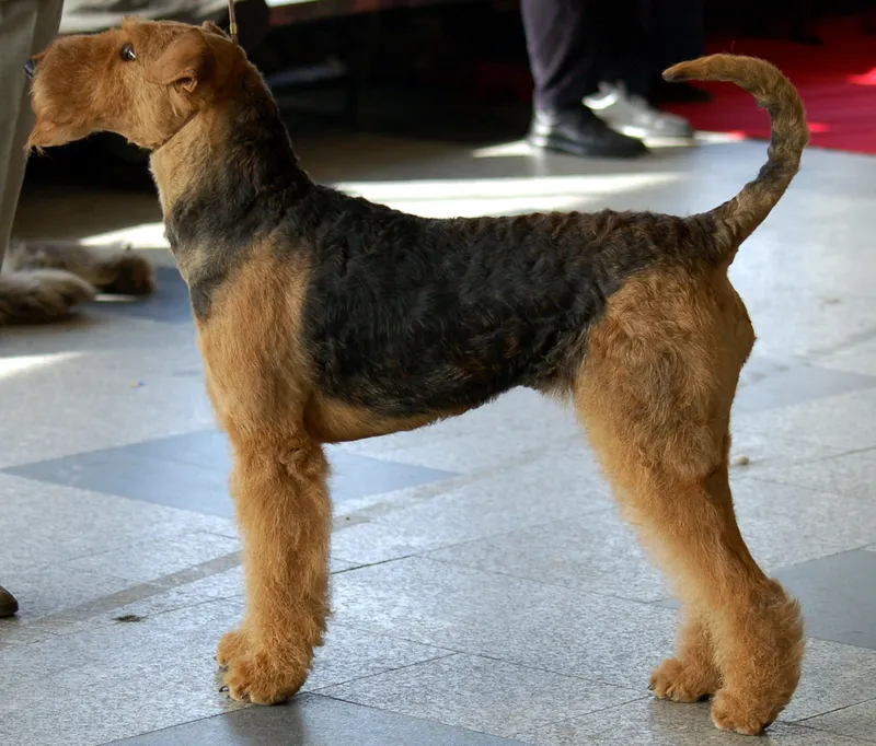 Airedale Terrier photo thumbnail 3