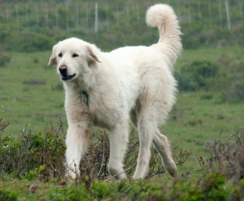 Akbash - Working breed, Brave and Calm