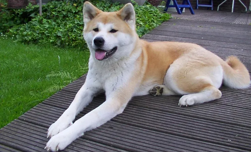 Akita - Working breed, Courageous and Dignified