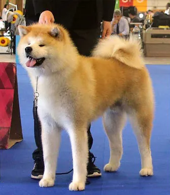 Akita photo thumbnail 3