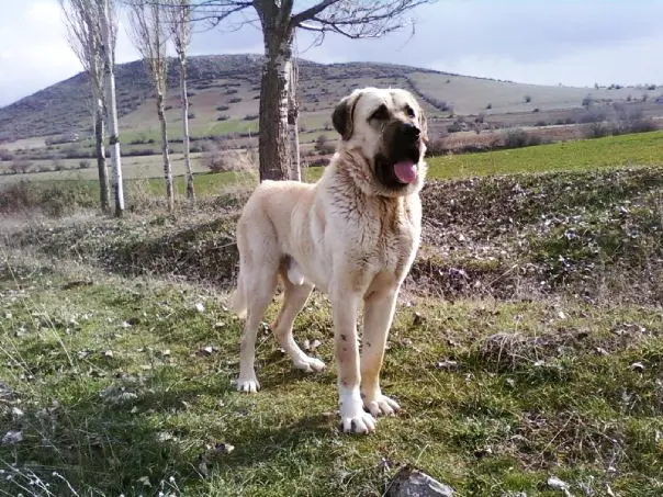 Aksaray Malaklisi photo thumbnail 1