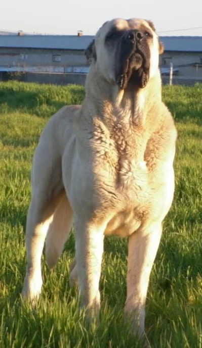 Aksaray Malaklisi photo thumbnail 3