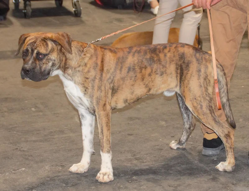 Alano Español - Molosser breed, Intelligent and Loyal