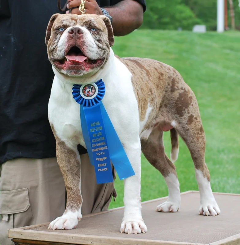 Alapaha Blue Blood Bulldog - Working breed, Affectionate and Intelligent