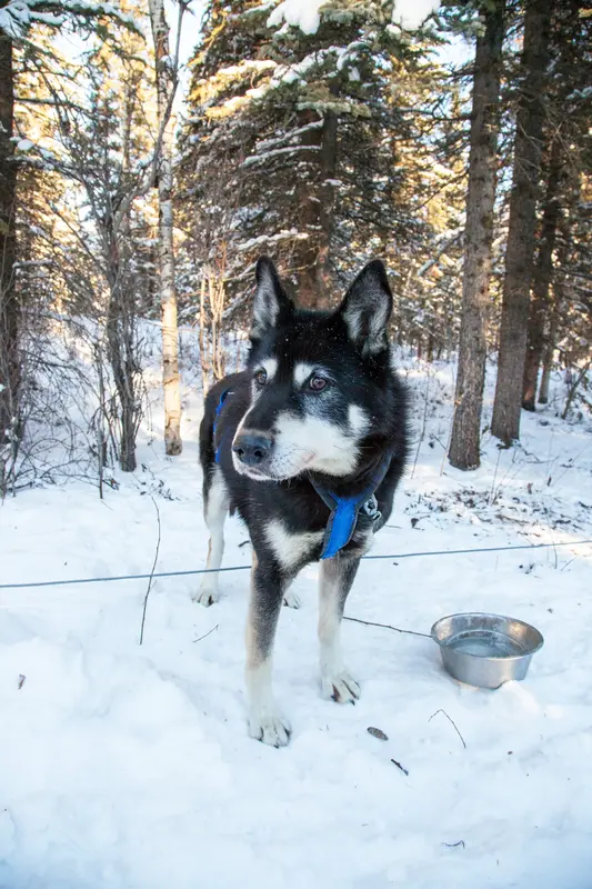 Alaskan Husky - Working breed known for being Energetic and Friendly