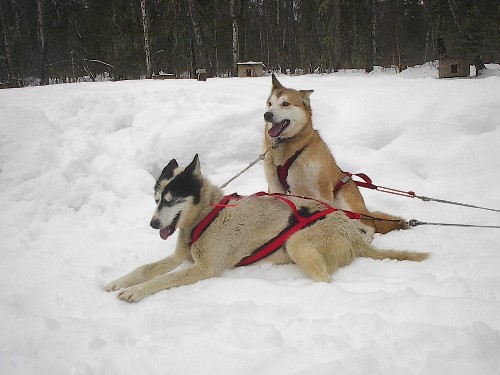 Alaskan Husky photo thumbnail 2