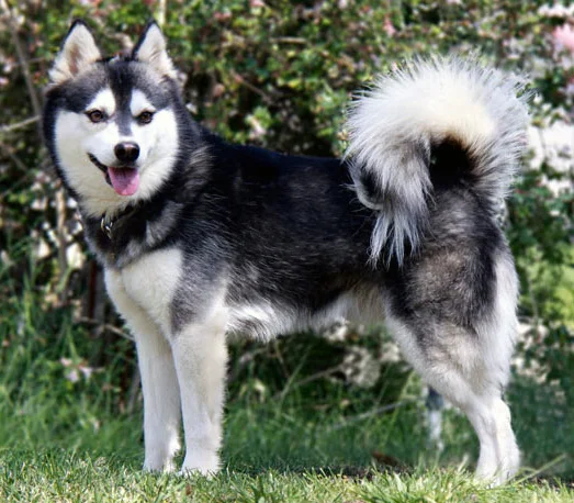 Alaskan Klee Kai photo thumbnail 1