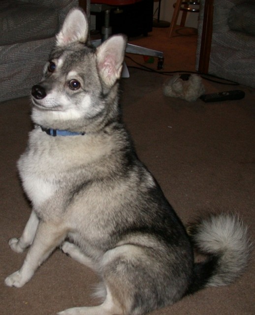 Alaskan Klee Kai photo thumbnail 2