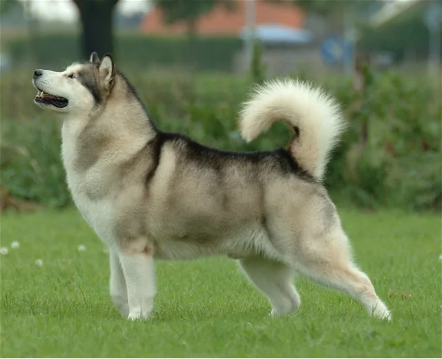 Alaskan Malamute - Working breed, Affectionate and Independent