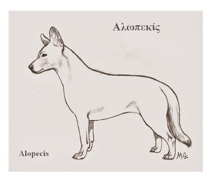 Alopekis photo thumbnail 2
