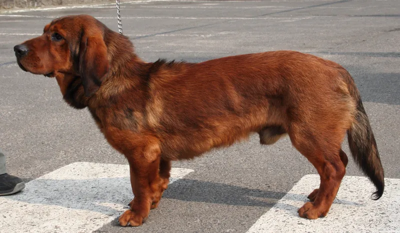 Alpine Dachsbracke, a 88% match to Armant