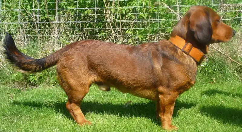 Alpine Dachsbracke photo thumbnail 2