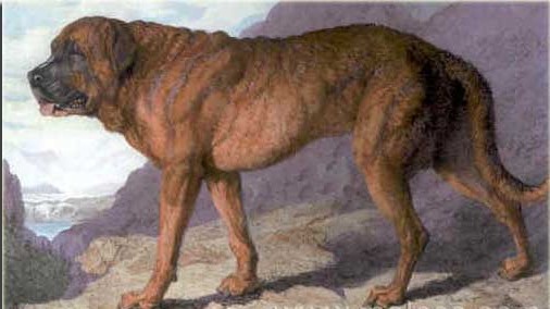 Alpine Mastiff, a 86% match to Akita