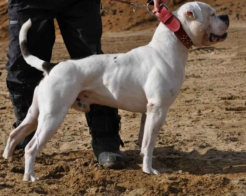 American Bulldog photo thumbnail 1