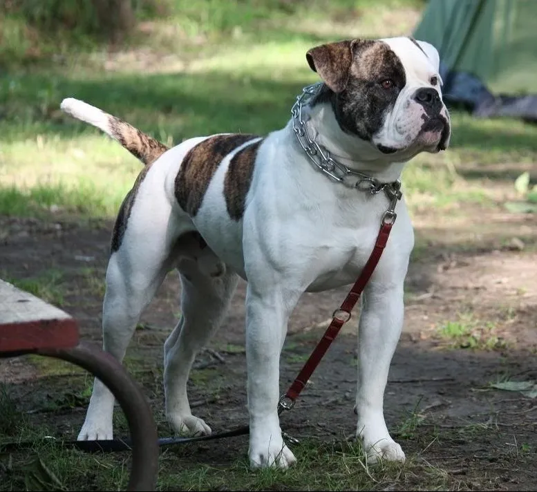 American Bulldog, a 87% match to Great Dane