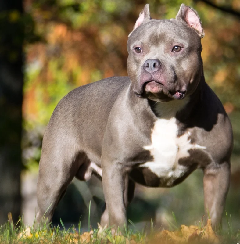 American Bully - Mixed Breed breed known for being Affectionate and Intelligent
