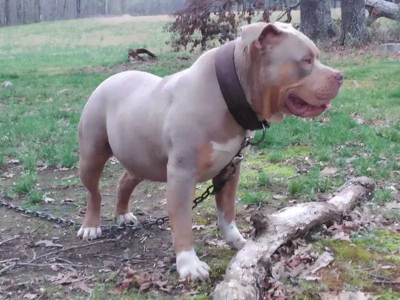 American Bully - Mixed Breed breed, Affectionate and Intelligent