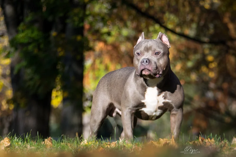 American Bully photo thumbnail 3