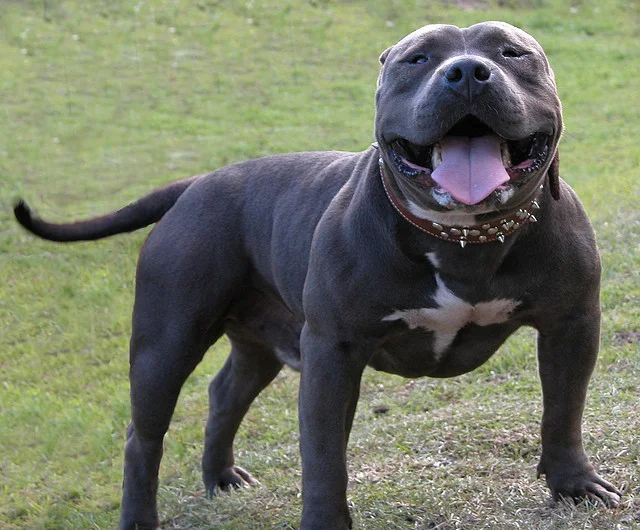 American Bully photo thumbnail 4