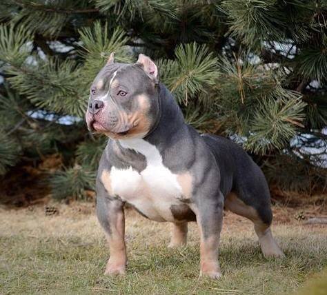 American Bully photo thumbnail 5