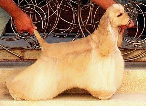 American Cocker Spaniel photo thumbnail 1