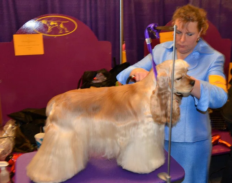 American Cocker Spaniel - Sporting breed, Affectionate and Cheerful