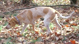 American English Coonhound, a 90% match to German Hound
