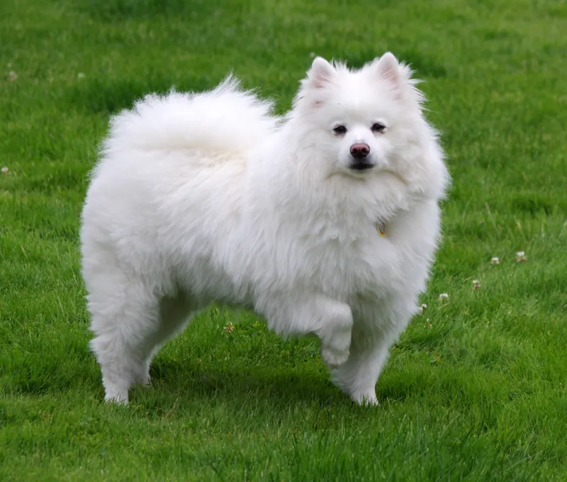 American Eskimo Dog, a 87% match to Xoloitzcuintli