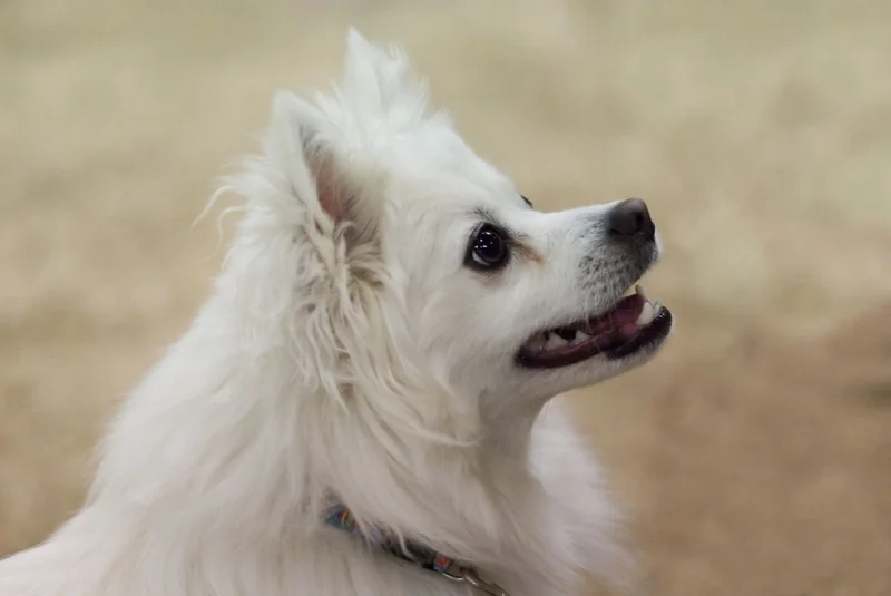 American Eskimo Dog photo thumbnail 4