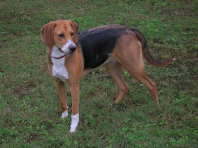 American Foxhound photo thumbnail 2