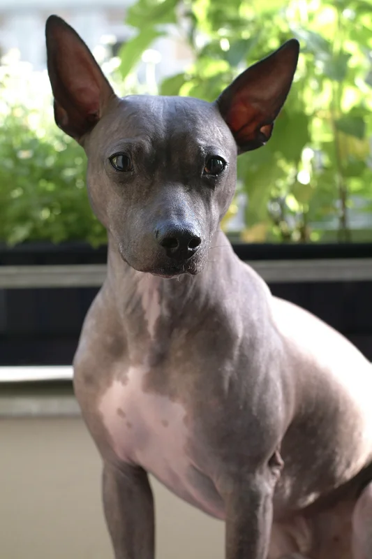 American Hairless Terrier - Terrier breed known for being Affectionate and Curious
