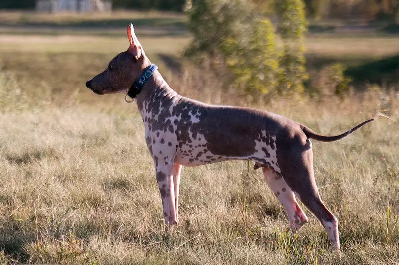 American Hairless Terrier photo thumbnail 2