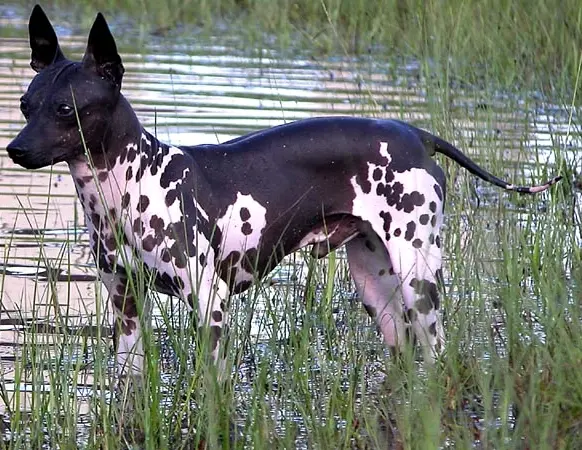 American Hairless Terrier photo thumbnail 3