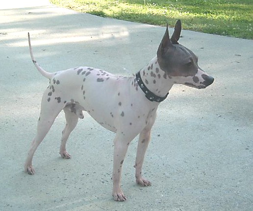 American Hairless Terrier photo thumbnail 4
