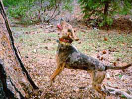 American Leopard Hound - Herding breed known for being Affectionate and Energetic