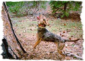 American Leopard Hound - Herding breed, Affectionate and Energetic