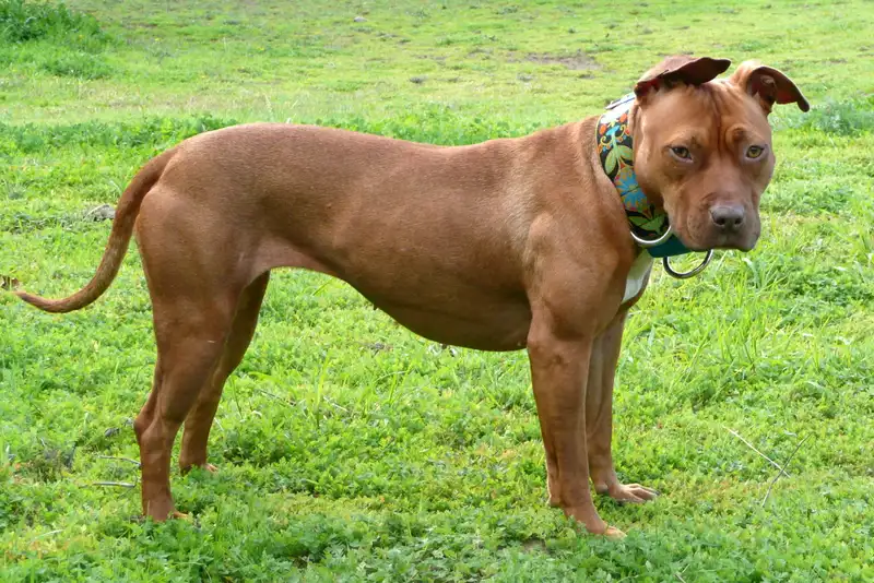 American Pit Bull Terrier photo thumbnail 2