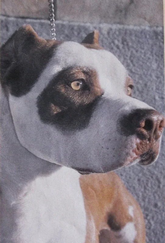 American Pit Bull Terrier photo thumbnail 6